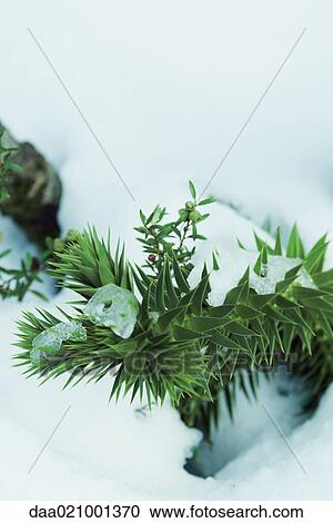 Stock Image - Monkey puzzle tree branches emerging from snow, close-up. Fotosearch