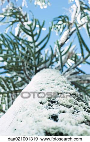 Stock Photo - Monkey puzzle tree covered with snow, low angle view. Fotosearch