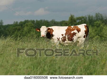 Montbeliard cow in pasture, full length View Large Photo Image Stock Photograph - Montbeliard cow in pasture, full length. Fotosearch