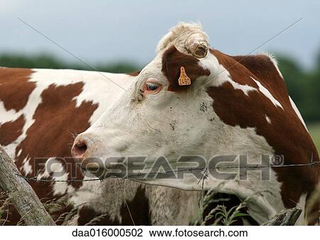 Montbeliard cow View Large Photo Image Stock Image - Montbeliard cow. Fotosearch