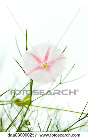Morning glory, close-up View Large Photo Image Stock Photo - Morning glory, close-up. Fotosearch