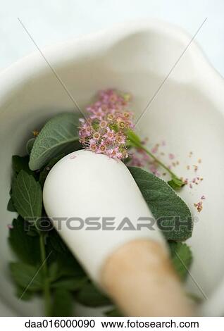 Mortar and pestle with herb leaves and flowers View Large Photo Image Stock Image - Mortar and pestle with herb leaves and flowers. Fotosearch