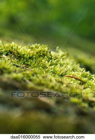 Moss View Large Photo Image Stock Photography - Moss. Fotosearch