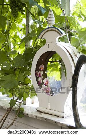 Moth orchids (Phalaenopsis) in empty old clock frame View Large Photo Image Stock Photography - Moth orchids (Phalaenopsis) in empty old clock frame. Fotosearch