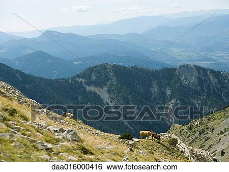 Stock Photograph - Mountainous landscape with cows. Fotosearch