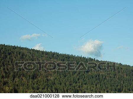Mountainside covered with evergreens View Large Photo Image Stock Photo - Mountainside covered with evergreens. Fotosearch