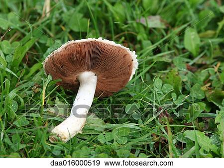 Mushroom (agaricus campestris) on grass View Large Photo Image Stock Photo - Mushroom (agaricus campestris) on grass. Fotosearch
