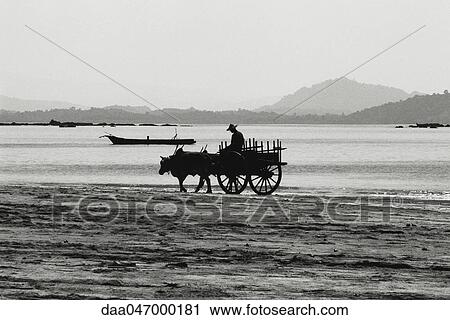 Myanmar (Burma), Ngapali beach ox cart View Large Photo Image Stock Image - Myanmar (Burma), Ngapali beach ox cart. Fotosearch