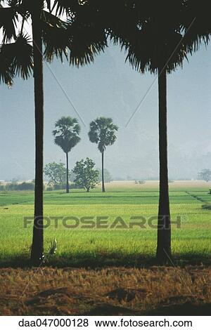 Myanmar (Burma), palm trees and rice paddies View Large Photo Image Stock Photo - Myanmar (Burma), palm trees and rice paddies. Fotosearch
