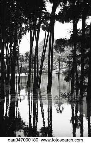 Myanmar (Burma), palm trees in waterscape View Large Photo Image Stock Image - Myanmar (Burma), palm trees in waterscape. Fotosearch
