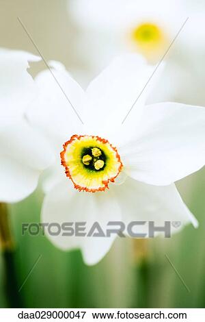 Narcissus flower, close-up View Large Photo Image Stock Photo - Narcissus flower, close-up. Fotosearch
