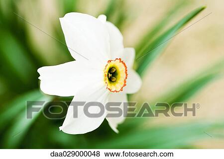 Narcissus flower, side view, close-up View Large Photo Image Stock Photo - Narcissus flower, side view, close-up. Fotosearch