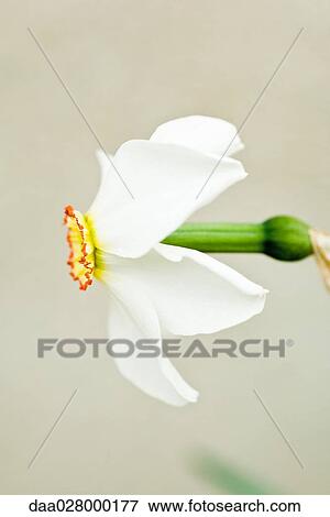 Stock Photo - Narcissus flower, side view. Fotosearch