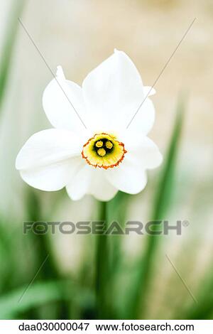 Narcissus flower View Large Photo Image Stock Photo - Narcissus flower. Fotosearch
