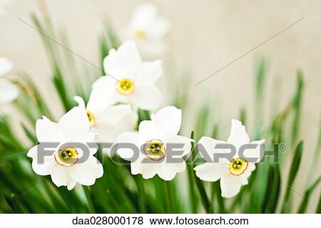Narcissus flowers View Large Photo Image Stock Photo - Narcissus flowers. Fotosearch