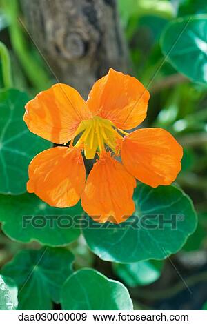 Stock Photo - Nasturtium. Fotosearch