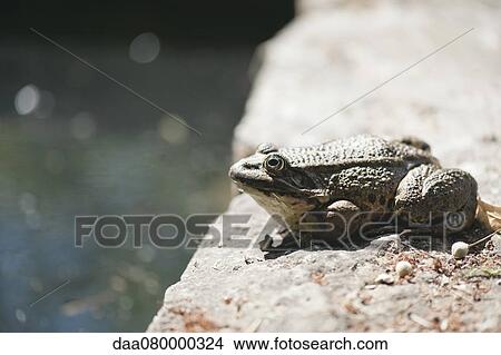 Natterjack toad basking on rock View Large Photo Image Picture - Natterjack toad basking on rock. Fotosearch