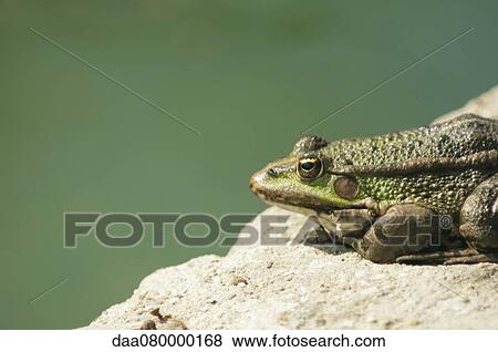 Stock Photo - Natterjack toad basking on rock. Fotosearch