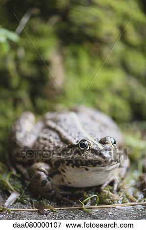 Stock Photo - Natterjack toad, close-up. Fotosearch