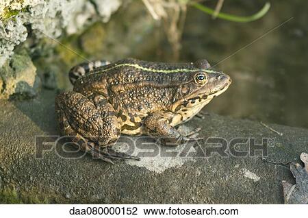 Natterjack toad View Large Photo Image Stock Image - Natterjack toad. Fotosearch