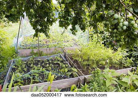 Stock Photo - Netting protecting vegetables growing in garden. Fotosearch