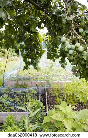Stock Photo - Netting protecting vegetables growing in garden. Fotosearch