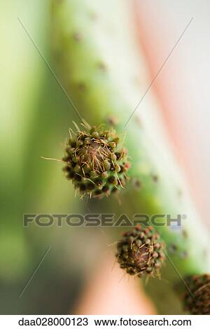 Stock Image - New growth on prickly pear cactus. Fotosearch