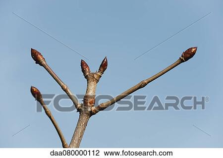 New leaf buds on stem View Large Photo Image Stock Image - New leaf buds on stem. Fotosearch