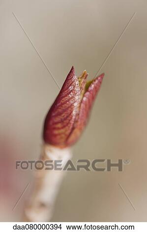 Picture - New leaves budding on hydrangea branch. Fotosearch