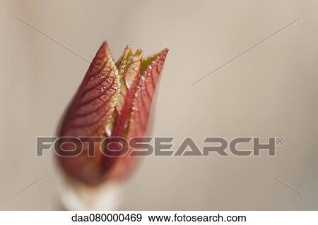 New leaves budding on hydrangea branch View Large Photo Image Stock Photo - New leaves budding on hydrangea branch. Fotosearch