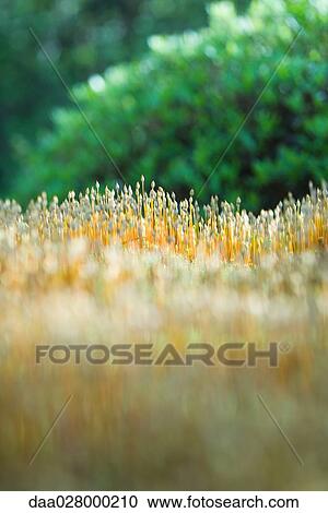 New vegetation growing, close-up View Large Photo Image Stock Image - New vegetation growing, close-up. Fotosearch