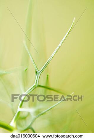 Picture - Nigella damascena leaves. Fotosearch