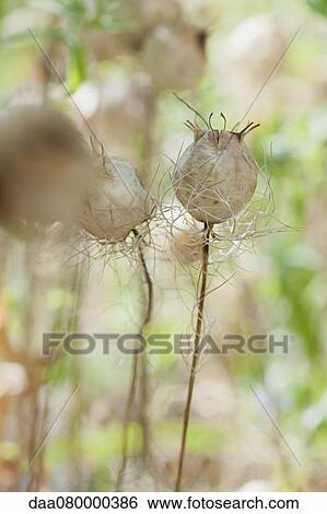 Nigella (Nigella damascena) seed pods View Large Photo Image Stock Photograph - Nigella (Nigella damascena) seed pods. Fotosearch