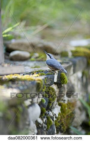Nuthatch View Large Photo Image Stock Image - Nuthatch. Fotosearch