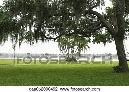 Stock Image - Oak covered with Spanish moss at water's edge. Fotosearch