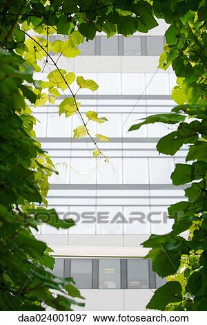 Stock Photo - Office building seen through vines. Fotosearch