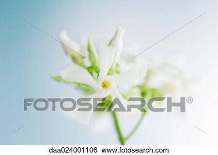 Oleander, close-up View Large Photo Image Stock Photograph - Oleander, close-up. Fotosearch