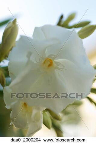 Oleander View Large Photo Image Picture - Oleander. Fotosearch