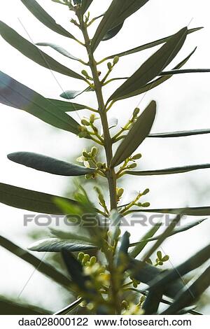 Stock Image - Olive branch, close-up. Fotosearch