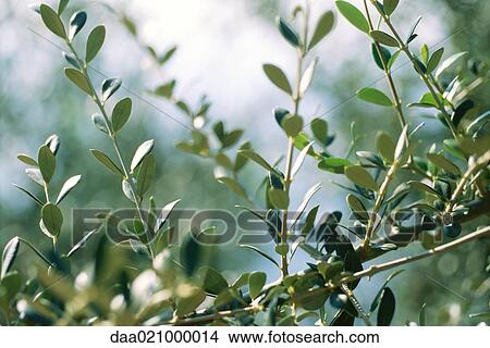 Olive branches View Large Photo Image Picture - Olive branches. Fotosearch