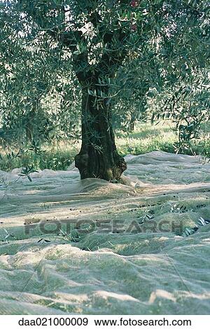 Olive tree being harvested View Large Photo Image Stock Photo - Olive tree being harvested. Fotosearch