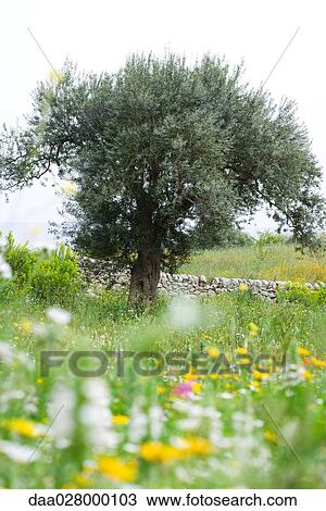 Stock Image - Olive tree in flowery meadow. Fotosearch