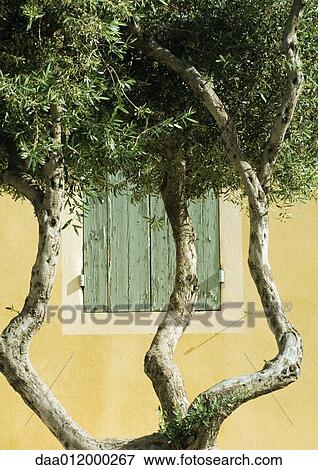 Olive tree View Large Photo Image Stock Photo - Olive tree. Fotosearch