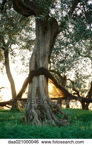 Olive tree with net around trunk for olive harvest View Large Photo Image Stock Photograph - Olive tree with net around trunk for olive harvest. Fotosearch