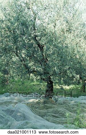 Olive tree with net underneath View Large Photo Image Stock Image - Olive tree with net underneath. Fotosearch