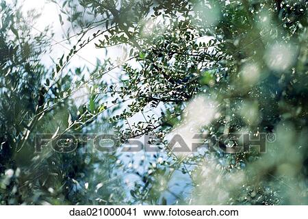 Stock Image - Olive trees, low angle view of branches. Fotosearch