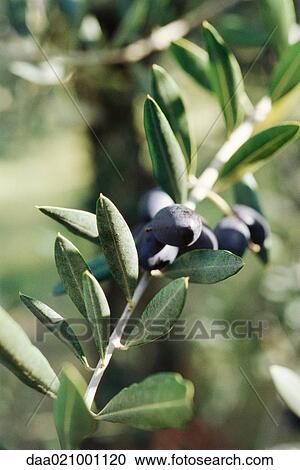 Stock Image - Olives on branch, close-up. Fotosearch