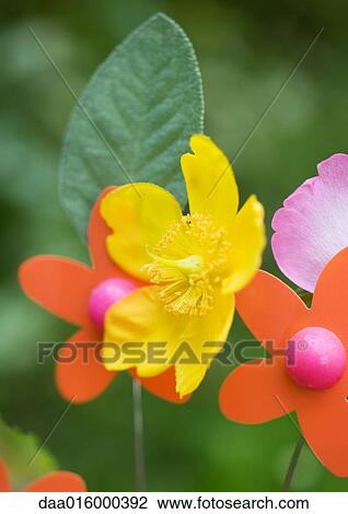 One real flower among artifial flowers View Large Photo Image Stock Image - One real flower among artifial flowers. Fotosearch