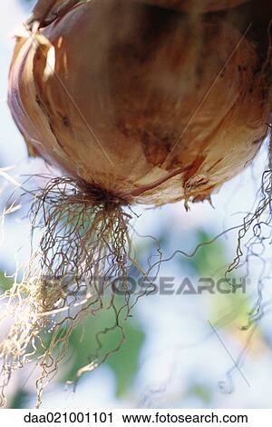 Onion, bulb and roots, close-up View Large Photo Image Stock Image - Onion, bulb and roots, close-up. Fotosearch