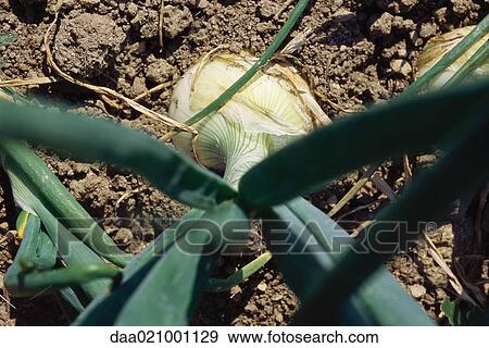 Stock Photo - Onion growing in garden, high angle view. Fotosearch